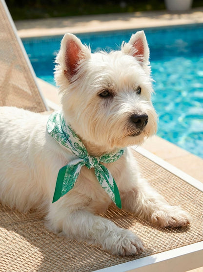Pet Scarf  | Toile De Jouy Mint Green Twilly Scarf