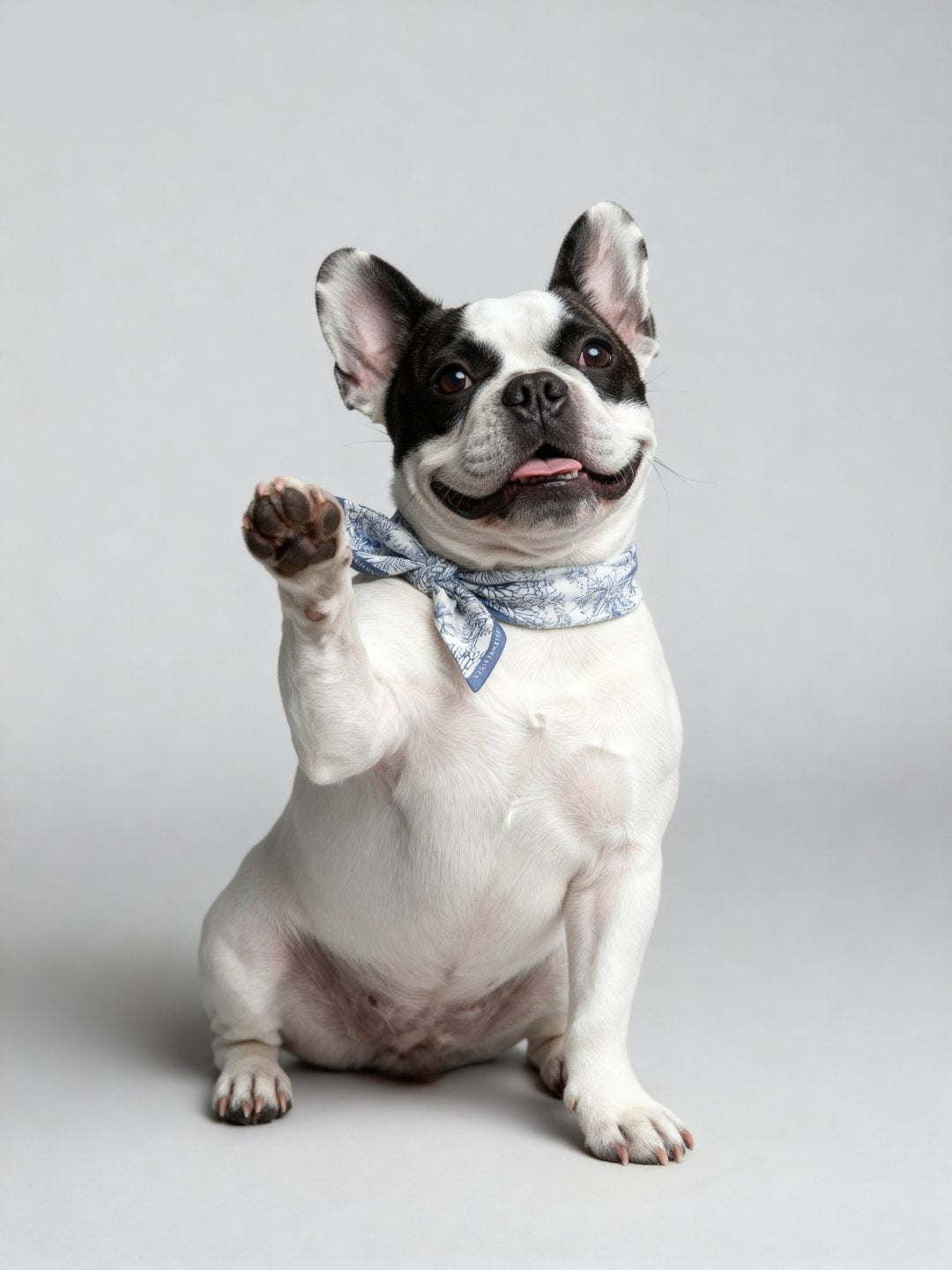 同款造型｜左岸花園長帶荷蘭牡丹絲巾