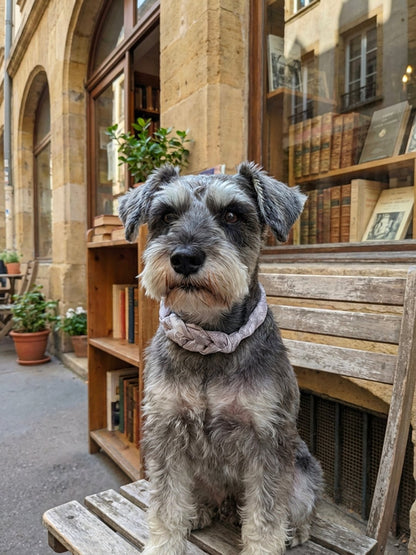 同款造型｜左岸花園長帶荷蘭牡丹絲巾