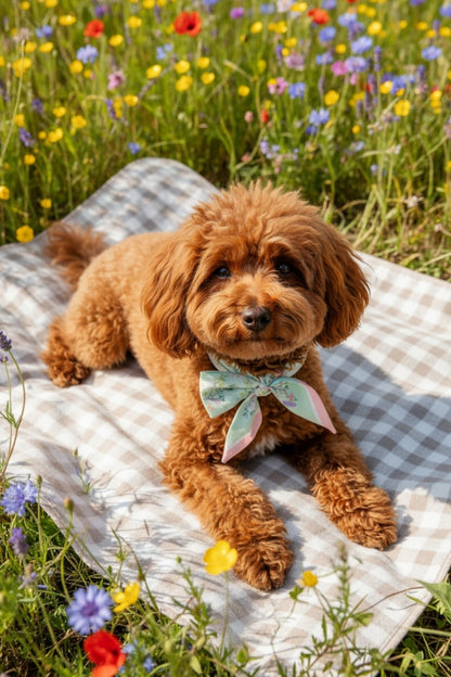 Pet & Owner Twinning Outfits  | Venus Garden of Love Scarf & Tote Bag Set